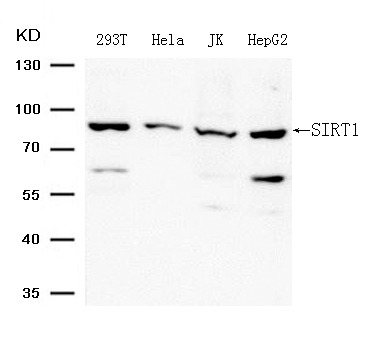 Rabbit Polyclonal Antibody to SIRT1 (Ab-344)