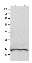 Rabbit Polyclonal Antibody to ITGB3BP