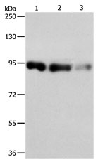 Rabbit Polyclonal Antibody to PIWIL4