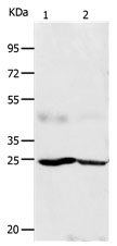 Rabbit Polyclonal Antibody to FGF7