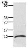 Rabbit Polyclonal Antibody to CCL3L1