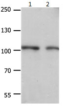Rabbit Polyclonal Antibody to EIF4G2