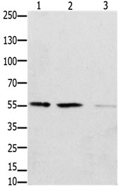 Rabbit Polyclonal Antibody to EPOR