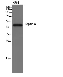 Rabbit Polyclonal Antibody to PGA3