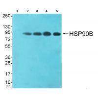 Rabbit Polyclonal Antibody to HSP90B (Ab-254)