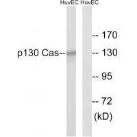 Rabbit Polyclonal Antibody to p13Cas (Ab-410)