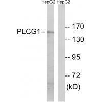 Rabbit Polyclonal Antibody to PLCG1 (Ab-771)