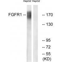 Rabbit Polyclonal Antibody to FGFR1 (Ab-766)