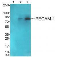 Rabbit Polyclonal Antibody to PECAM-1 (Ab-713)