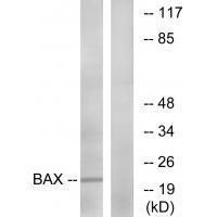 Rabbit Polyclonal Antibody to Bax (Ab-167)