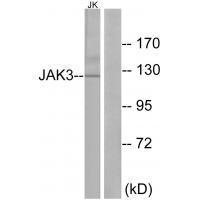 Rabbit Polyclonal Antibody to JAK3 (Ab-785)