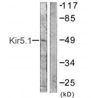 Rabbit Polyclonal Antibody to Kir5.1 (Ab-416)