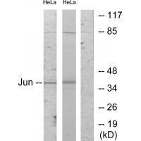 Rabbit Polyclonal Antibody to c-Jun (Ab-243)
