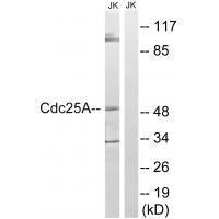 Rabbit Polyclonal Antibody to CDC25A (Ab-178)