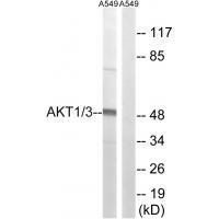 Rabbit Polyclonal Antibody to AKT1/3 (Ab-437/434)