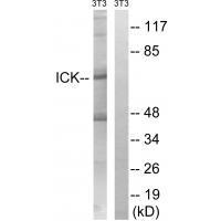 Rabbit Polyclonal Antibody to ICK (Ab-159)