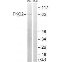 Rabbit Polyclonal Antibody to PKG2 (Ab-126)