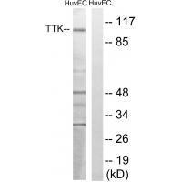 Rabbit Polyclonal Antibody to TTK (Ab-676)