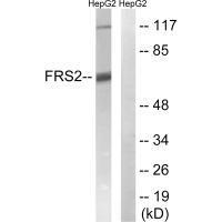 Rabbit Polyclonal Antibody to FRS2 (Ab-196)