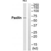 Rabbit Polyclonal Antibody to Paxillin (Ab-272)