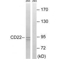 Rabbit Polyclonal Antibody to BL-CAM (Ab-807)