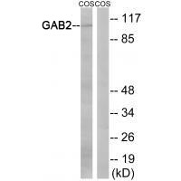 Rabbit Polyclonal Antibody to GAB2 (Ab-159)