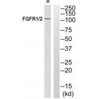 Rabbit Polyclonal Antibody to FGFR1/2 (Ab-463)
