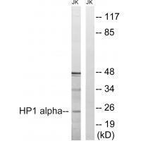 Rabbit Polyclonal Antibody to HP1 alpha (Ab-92)