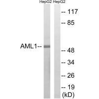 Rabbit Polyclonal Antibody to AML1 (Ab-435)