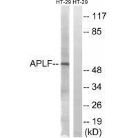 Rabbit Polyclonal Antibody to APLF (Ab-116)