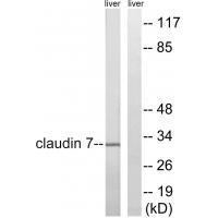 Rabbit Polyclonal Antibody to Claudin 7 (Ab-210)