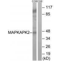 Rabbit Polyclonal Antibody to MAPKAPK2 (Ab-272)