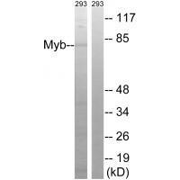 Rabbit Polyclonal Antibody to Myb (Ab-532)