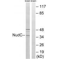 Rabbit Polyclonal Antibody to NudC (Ab-326)