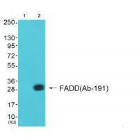 Rabbit Polyclonal Antibody to FADD (Ab-191)