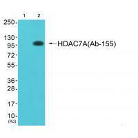 Rabbit Polyclonal Antibody to HDAC7A(Ab-155)