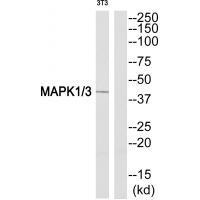 Rabbit Polyclonal Antibody to MAPK1/3 (Ab-205/222)