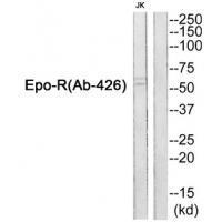 Rabbit Polyclonal Antibody to Epo-R (Ab-426)