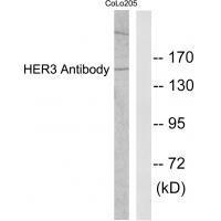 Rabbit Polyclonal Antibody to HER3