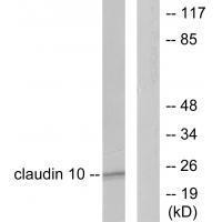 Rabbit Polyclonal Antibody to Claudin 1