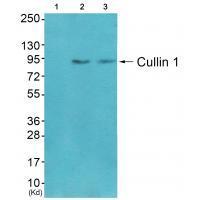 Rabbit Polyclonal Antibody to Cullin 1