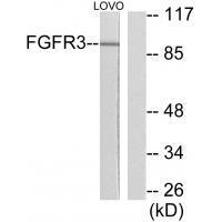 Rabbit Polyclonal Antibody to FGFR3