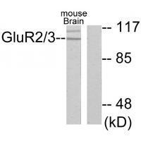 Rabbit Polyclonal Antibody to GluR2/3