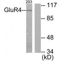 Rabbit Polyclonal Antibody to GluR4