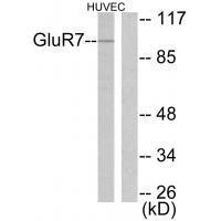 Rabbit Polyclonal Antibody to GluR7