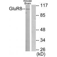 Rabbit Polyclonal Antibody to GluR8