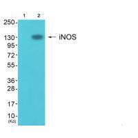 Rabbit Polyclonal Antibody to iNOS