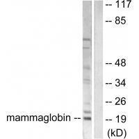 Rabbit Polyclonal Antibody to Mammaglobin