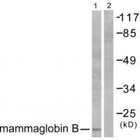 Rabbit Polyclonal Antibody to Mammaglobin B