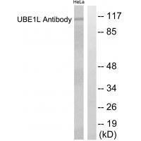 Rabbit Polyclonal Antibody to UBE1L
